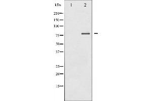 anti-Protein Kinase C, delta (PKCd) (C-Term) antibody