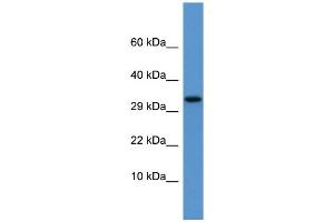 Image no. 1 for anti-Apolipoprotein F (APOF) (C-Term) antibody (ABIN2777090)