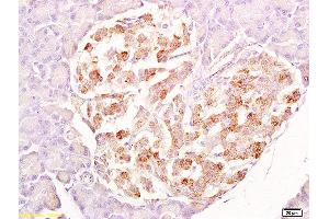 Formalin-fixed and paraffin embedded rat pancreas labeled with Anti-SRG4 Polyclonal Antibody, Unconjugated  at 1:200 followed by conjugation to the secondary antibody and DAB staining.