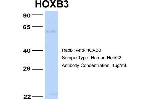 Image no. 3 for anti-Homeobox B3 (HOXB3) (N-Term) antibody (ABIN2777224)