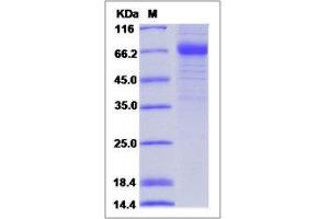 Image no. 1 for CD207 Molecule, Langerin (CD207) (AA 65-328) protein (Fc Tag) (ABIN2650868)