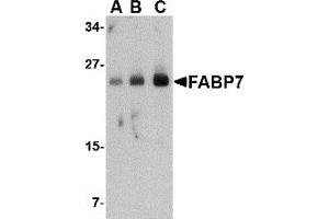 Western Blotting (WB) image for anti-Fatty Acid Binding Protein 7, Brain (FABP7) (Middle Region) antibody (ABIN1030929)