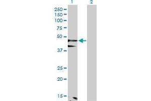 Image no. 1 for anti-Flotillin 1 (FLOT1) (AA 1-427) antibody (ABIN523602)