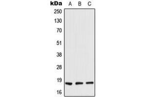 Image no. 1 for anti-Retinoic Acid Receptor Responder (Tazarotene Induced) 2 (RARRES2) (C-Term) antibody (ABIN2705296)