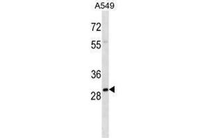 Image no. 1 for anti-THO Complex 4 (THOC4) (AA 59-89), (Middle Region) antibody (ABIN955189)