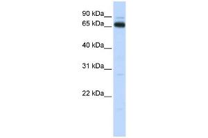 Image no. 1 for anti-Kelch Repeat and BTB (POZ) Domain Containing 5 (KBTBD5) (C-Term) antibody (ABIN2778501)