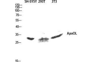 Image no. 1 for anti-Apolipoprotein O-Like (APOOL) (C-Term) antibody (ABIN3183329)