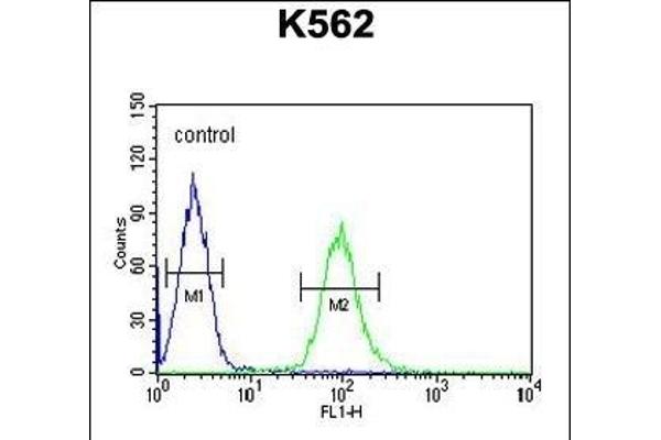 KATNAL1 抗体  (N-Term)