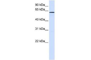 Image no. 1 for anti-Family with Sequence Similarity 20, Member A (FAM20A) (N-Term) antibody (ABIN635991)
