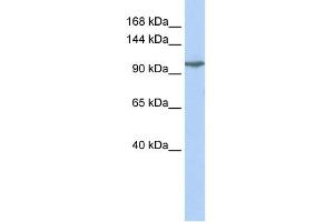 Image no. 1 for anti-Glutamate Receptor, Ionotropic, Kainate 5 (GRIK5) (Middle Region) antibody (ABIN2780203)