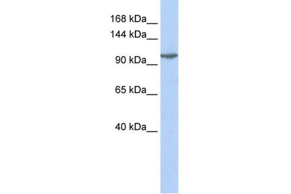 anti-Glutamate Receptor, Ionotropic, Kainate 5 (GRIK5) (Middle Region) antibody