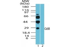 Image no. 1 for anti-Chromosome 6 Open Reading Frame 25 (C6orf25) (AA 1-50) antibody (ABIN207735)