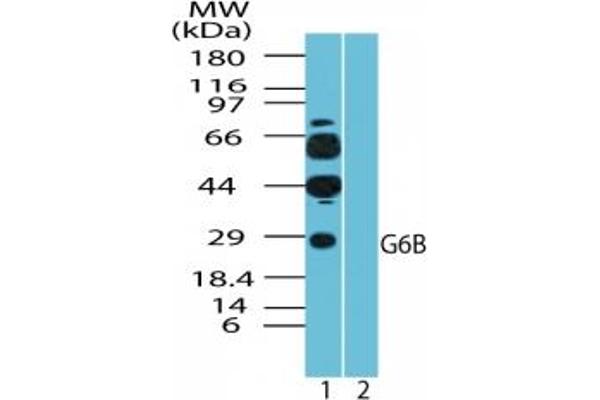 C6orf25 Antikörper  (AA 1-50)