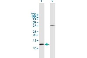 Western Blot analysis of GNRH2 expression in transfected 293T cell line by GNRH2 MaxPab polyclonal antibody.