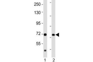 Image no. 1 for anti-Acetoacetyl-CoA Synthetase (AACS) (AA 539-573) antibody (ABIN5647417)