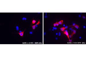 Image no. 1 for anti-CD3 (CD3) antibody (ABIN775704)