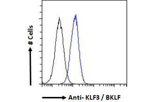 Image no. 4 for anti-Kruppel-Like Factor 3 (Basic) (KLF3) (N-Term) antibody (ABIN184727)