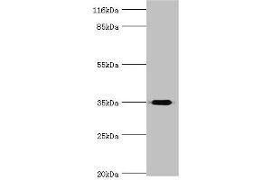 DIMT1 Antikörper  (AA 1-313)
