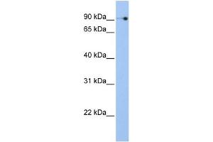 Image no. 1 for anti-Nucleolar Complex Associated 3 Homolog (NOC3L) (N-Term) antibody (ABIN2782581)