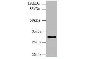 Image no. 2 for anti-Major Histocompatibility Complex, Class II, DR beta 4 (HLA-DRB4) (AA 30-227) antibody (ABIN6060855)