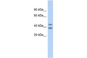 Image no. 1 for anti-Dihydroorotate Dehydrogenase (DHODH) (N-Term) antibody (ABIN2777077)