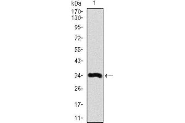 anti-Apolipoprotein A (APOA) (AA 4330-4521) antibody