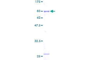 Image no. 1 for RuvB-Like 2 (E. Coli) (RUVBL2) (AA 1-463) protein (GST tag) (ABIN1319007)