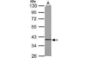 Image no. 4 for anti-Succinate-CoA Ligase, alpha Subunit (SUCLG1) (full length) antibody (ABIN2856658)
