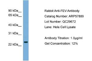 Image no. 2 for anti-FEV (ETS Oncogene Family) (FEV) (N-Term) antibody (ABIN2787444)