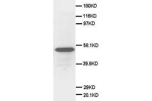 Image no. 1 for anti-Secretogranin III (SCG3) (AA 438-450), (C-Term) antibody (ABIN3044496)