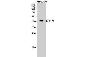 Image no. 1 for anti-omega-3 Fatty Acid Receptor 1 (O3FAR1) (Internal Region) antibody (ABIN3184844)