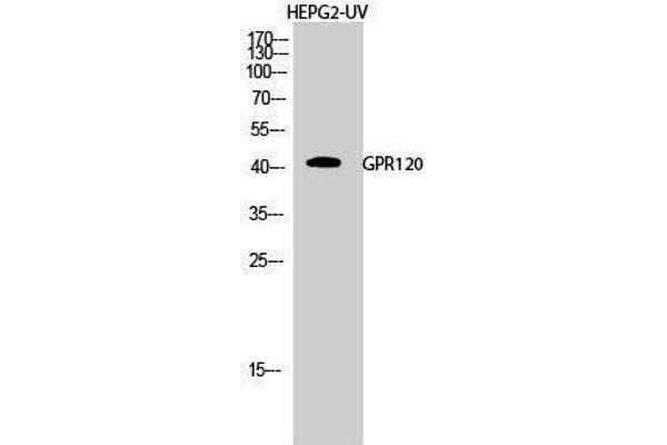anti-omega-3 Fatty Acid Receptor 1 (O3FAR1) (Internal Region) antibody