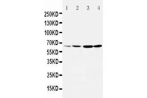Image no. 2 for anti-Dopamine Receptor D1 (DRD1) (AA 221-242), (Middle Region) antibody (ABIN3044442)