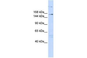 anti-Arginine-Glutamic Acid Dipeptide (RE) Repeats (RERE) (N-Term) antibody