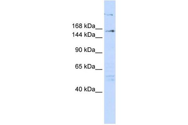 anti-Arginine-Glutamic Acid Dipeptide (RE) Repeats (RERE) (N-Term) antibody