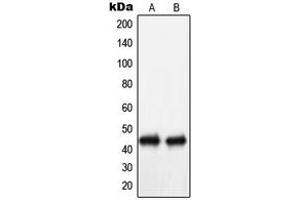 Image no. 3 for anti-BCL2/adenovirus E1B 19kDa Interacting Protein 1 (BNIP1) (C-Term) antibody (ABIN2705056)