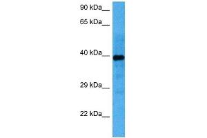 Image no. 4 for anti-Nuclear Factor I/C (CCAAT-Binding Transcription Factor) (NFIC) (Middle Region) antibody (ABIN2792686)
