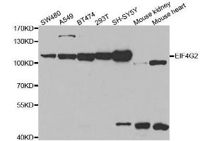 EIF4G2 antibody  (AA 750-850)