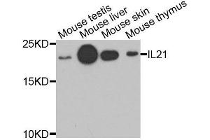 Image no. 1 for anti-Interleukin 21 (IL21) antibody (ABIN6142359)