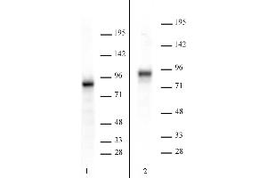 Image no. 1 for anti-CREB Regulated Transcription Coactivator 2 (CRTC2) (C-Term) antibody (ABIN6972878)