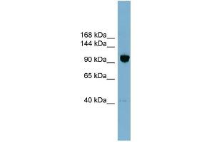 Image no. 1 for anti-Oxysterol Binding Protein-Like 8 (OSBPL8) (Middle Region) antibody (ABIN2781876)