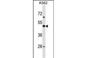 CD1D Antibody (Center) (ABIN1537964 and ABIN2848667) western blot analysis in K562 cell line lysates (35 μg/lane).