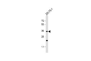 OR2L8 antibody  (C-Term)