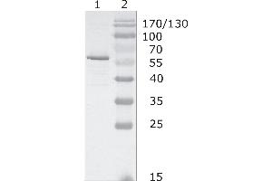 Image no. 1 for anti-Human Immunodeficiency Virus 1 Capsid (HIV-1 p24) (AA 48-62) antibody (ABIN400477)