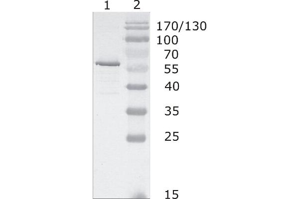 HIV-1 p24 anticorps  (AA 48-62)