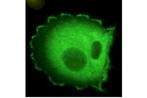 Image no. 3 for anti-Neural Precursor Cell Expressed, Developmentally Down-Regulated 9 (NEDD9) (AA 82-398), (AA 843) antibody (ABIN129518)