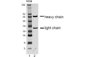 Image no. 3 for anti-Formyl Peptide Receptor 2 (FPR2) antibody (ABIN108736)