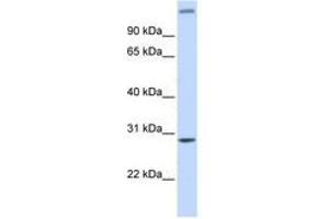 Image no. 1 for anti-AlkB, Alkylation Repair Homolog 2 (ALKBH2) (AA 108-157) antibody (ABIN6741111)