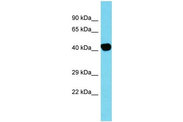 anti-Actin, beta-Like 2 (ACTBL2) (C-Term) antibody