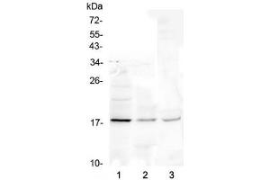 Image no. 1 for anti-Eosinophil Cationic Protein (ECP) (AA 28-160) antibody (ABIN6654159)